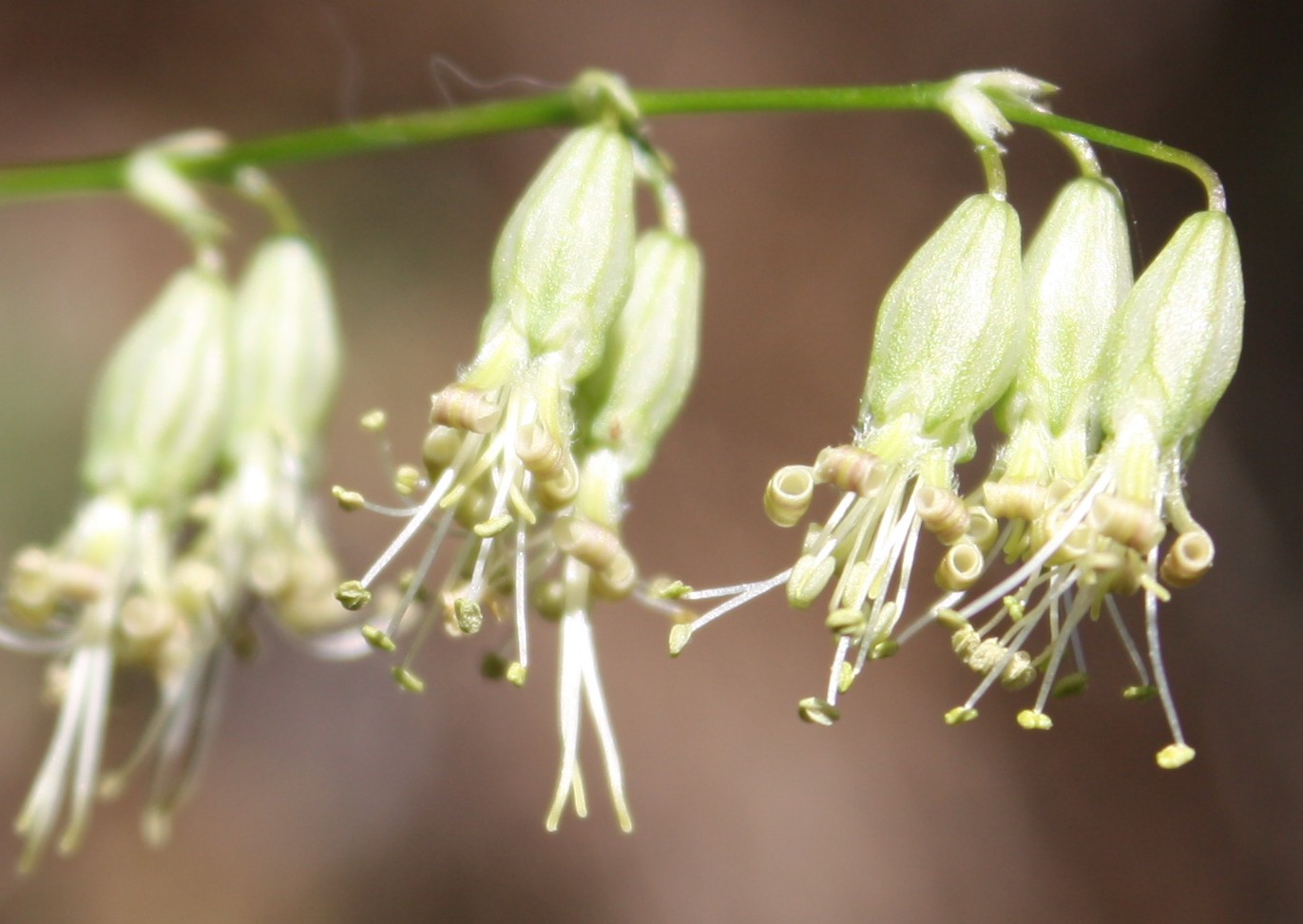 Image of Silene stylosa specimen.