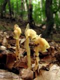 Hypopitys monotropa. Цветущие растения. Крым, зап. склон Долгоруковской яйлы. 16 июля 2011 г.