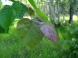 Tilia cordata. Побег с молодыми листьями. Москва, Кузьминский лесопарк. 15.06.2003.