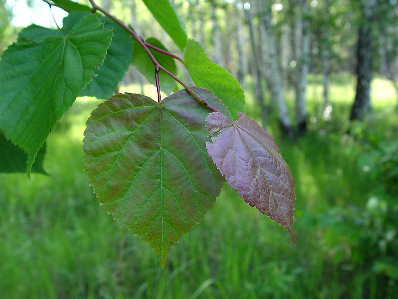 Image of Tilia cordata specimen.