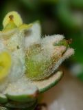 Thymelaea hirsuta