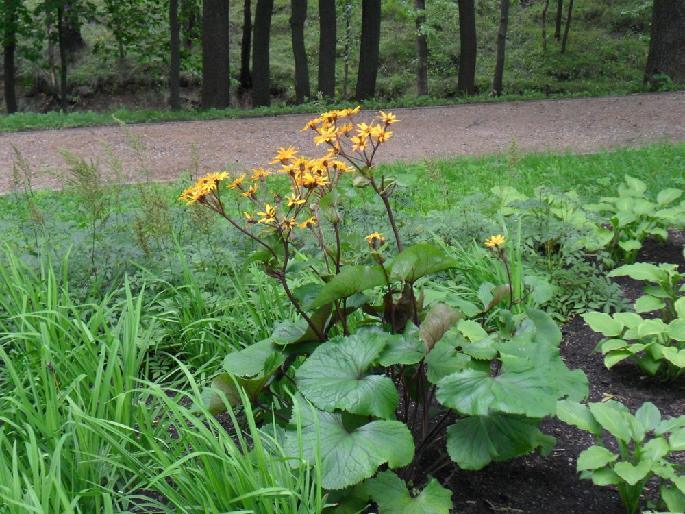 Image of Ligularia dentata specimen.