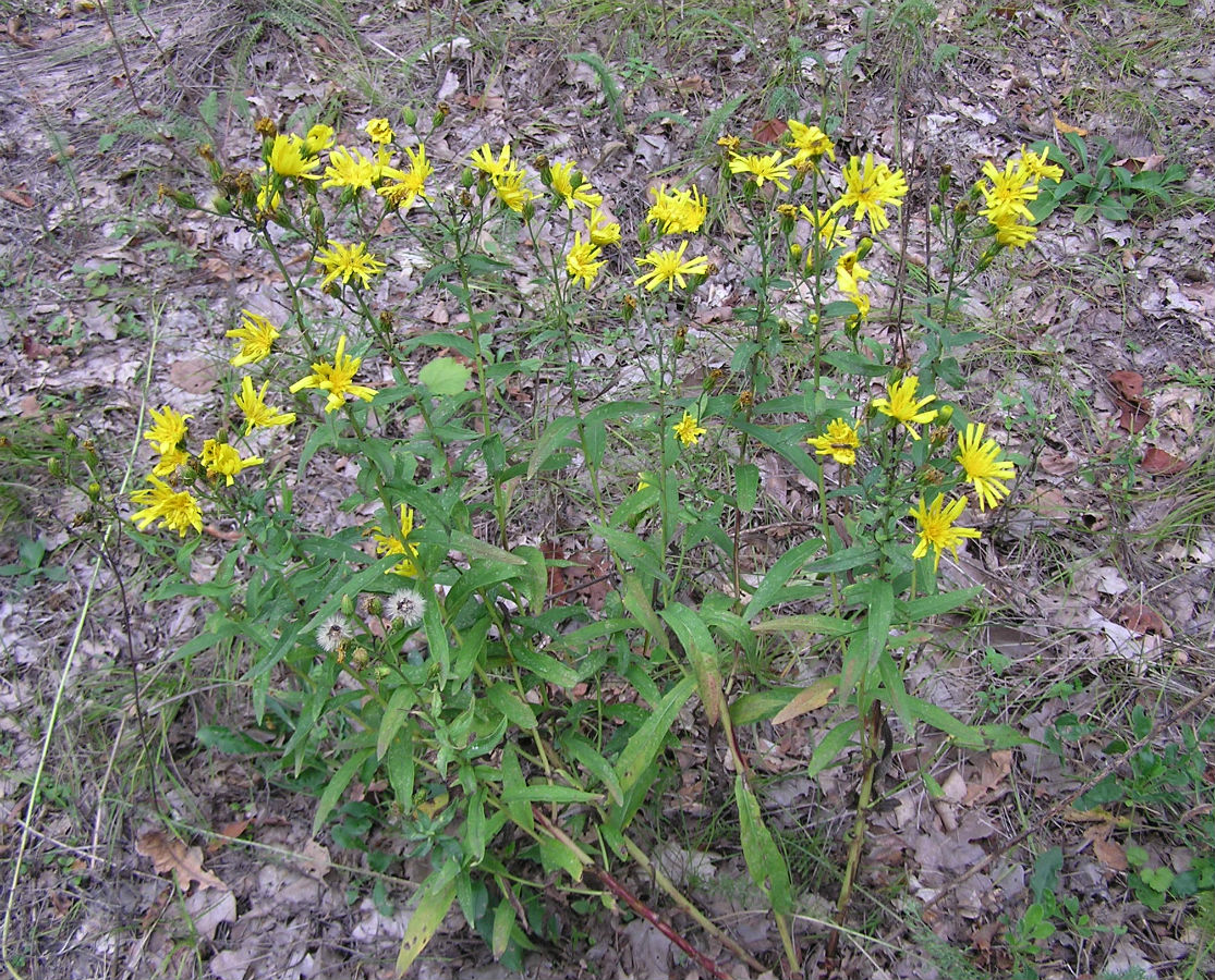 Изображение особи Hieracium umbellatum.