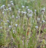 Myosotis micrantha