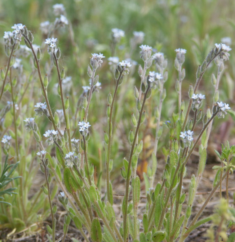 Image of Myosotis micrantha specimen.