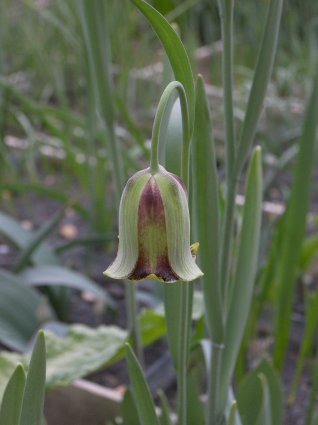 Image of Fritillaria acmopetala specimen.