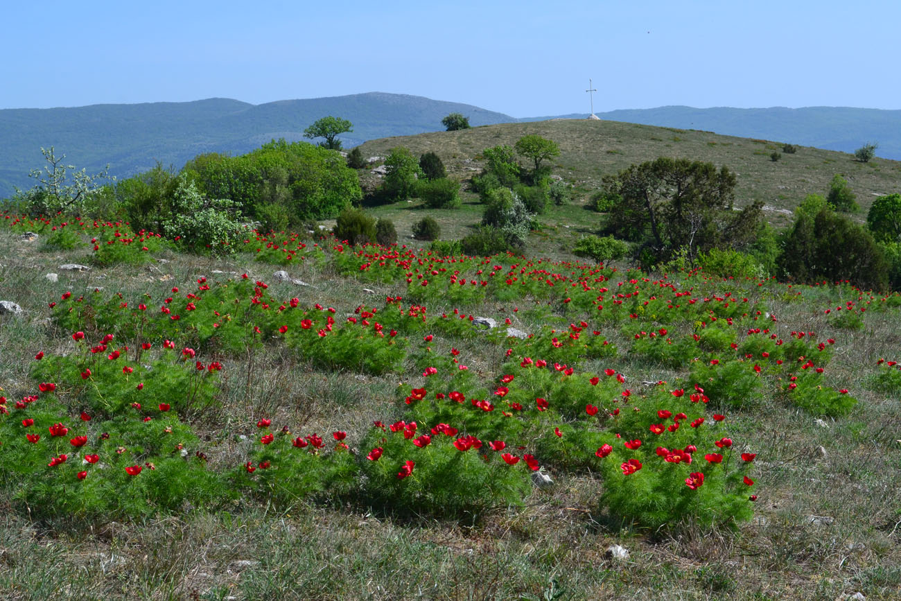 Изображение особи Paeonia tenuifolia.