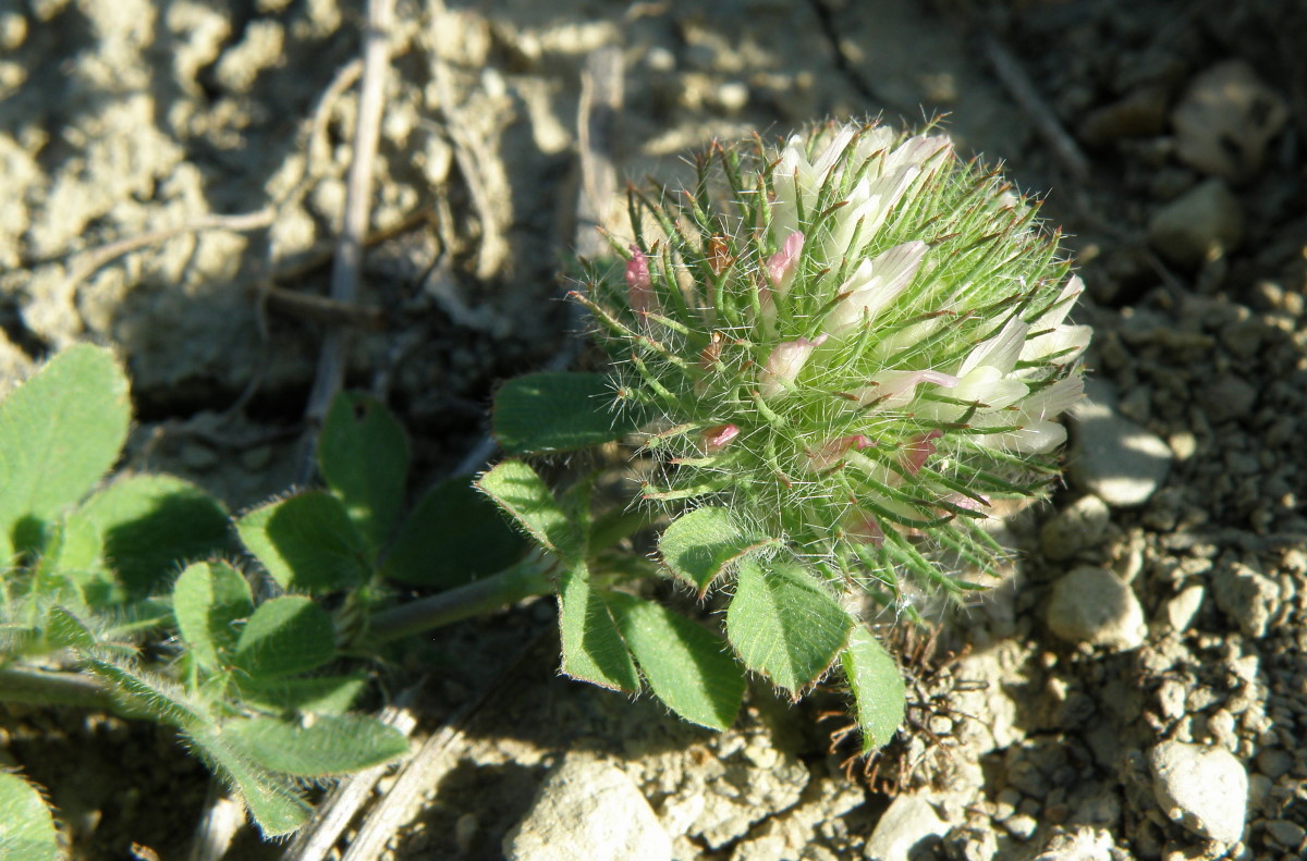 Image of Trifolium lappaceum specimen.