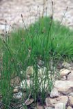 Eleocharis palustris