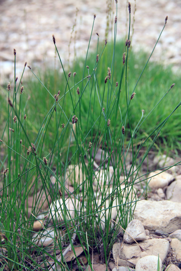 Изображение особи Eleocharis palustris.