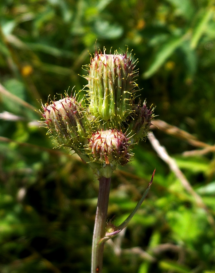 Изображение особи Sonchus arvensis.