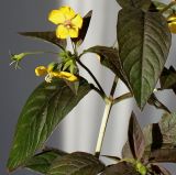 Lysimachia ciliata