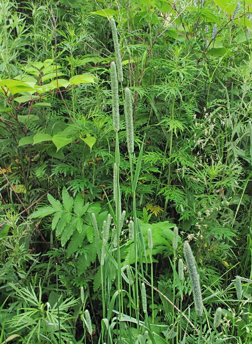 Image of Phleum pratense specimen.