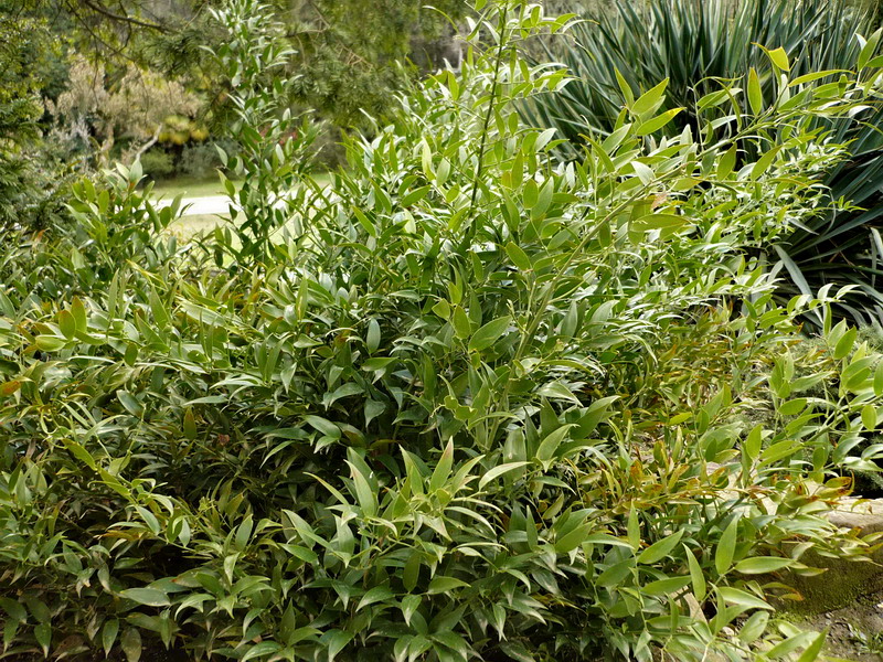 Image of Danae racemosa specimen.