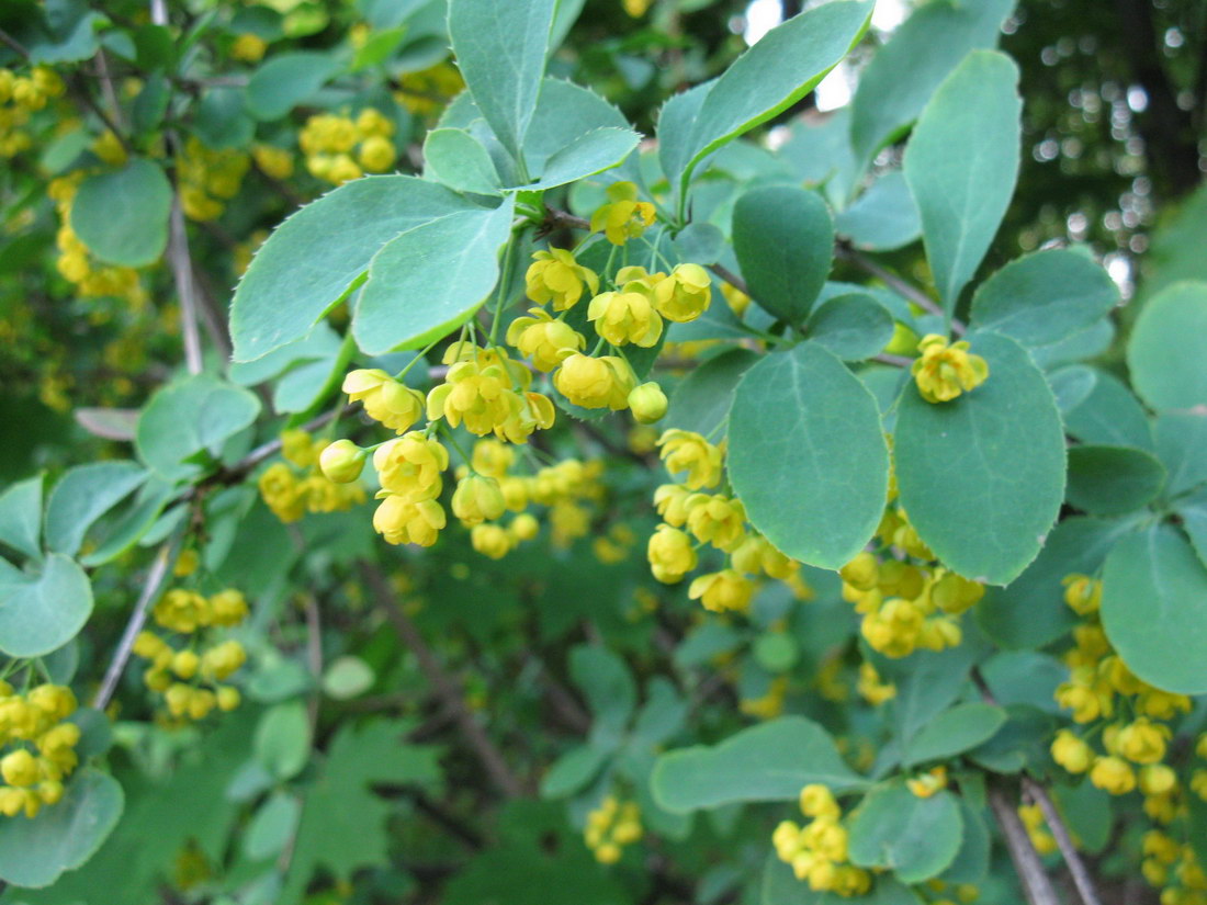 Image of Berberis vulgaris specimen.