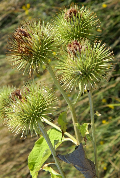 Image of Arctium minus specimen.