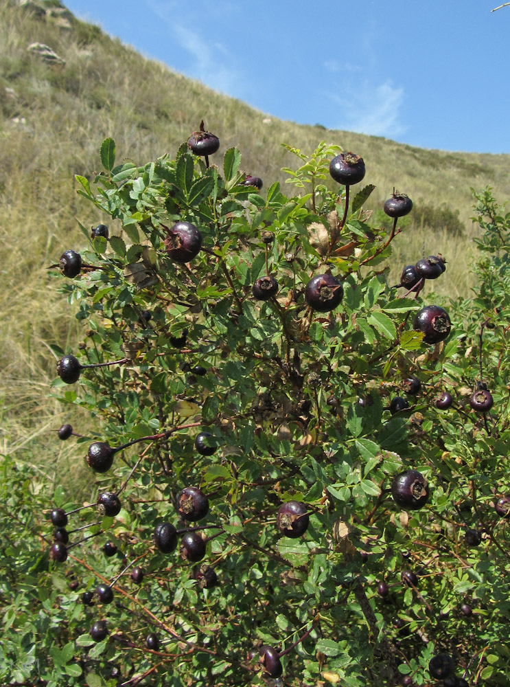 Image of Rosa spinosissima specimen.