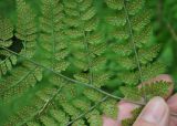 Dryopteris amurensis