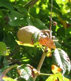Aesculus glabra. Плод. Австрия, Вена, Народный парк. 10.09.2012.