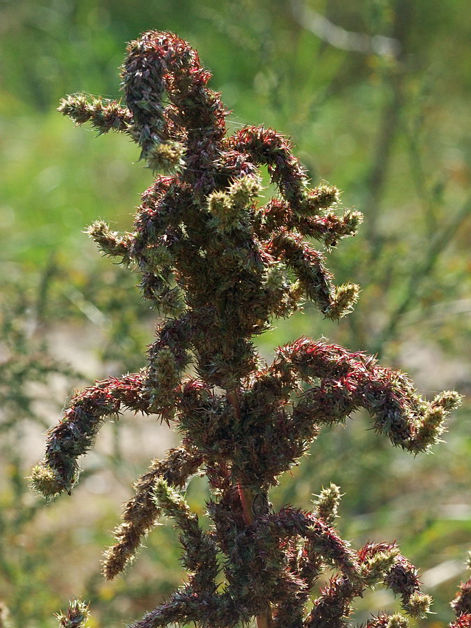 Image of genus Amaranthus specimen.