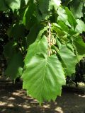 Corylus colurna