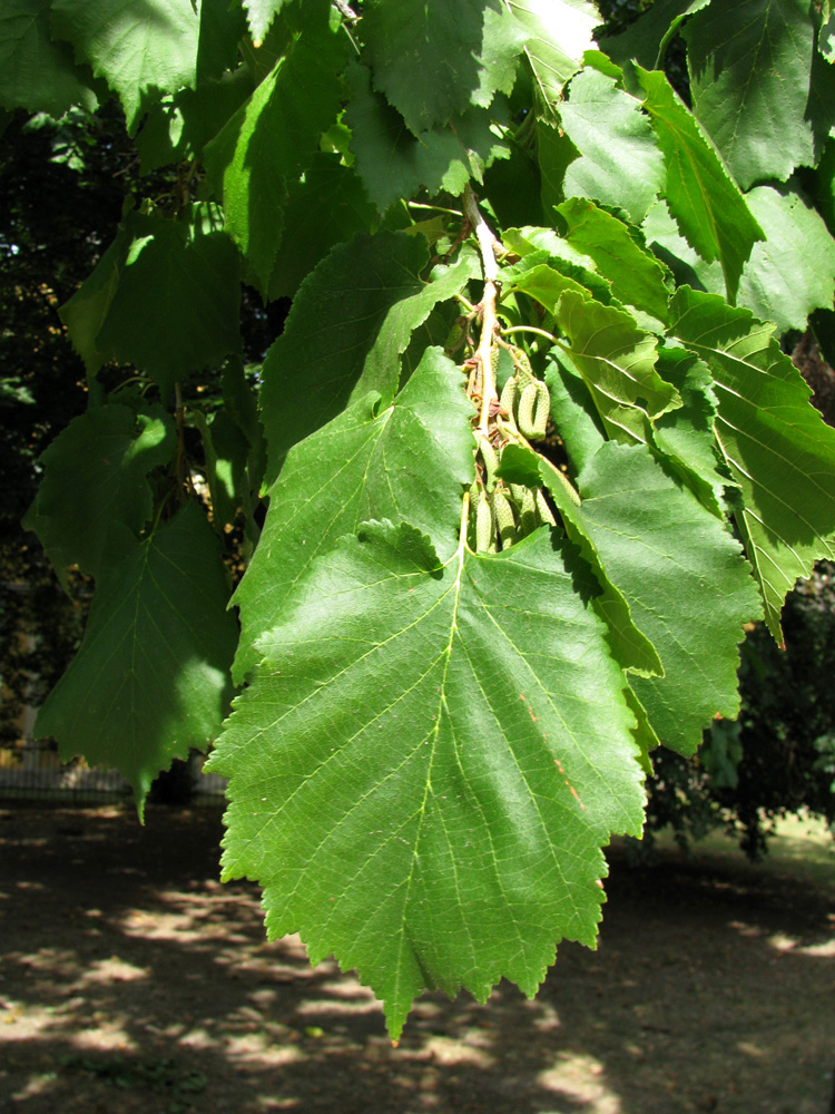 Image of Corylus colurna specimen.