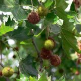 Platanus × acerifolia. Соплодия и листья. Германия, земля Бавария, округ Нижняя Франкония, г. Вюрцбург. 21.07.2012.