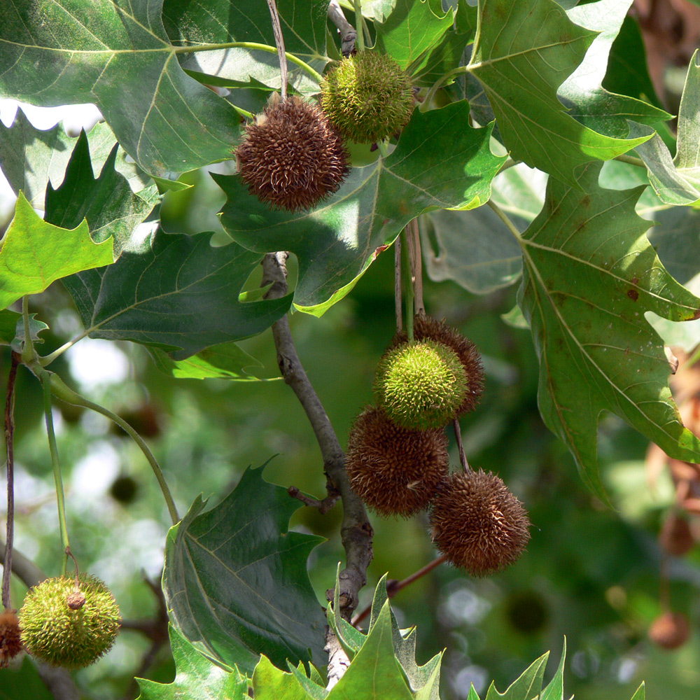 Изображение особи Platanus &times; acerifolia.