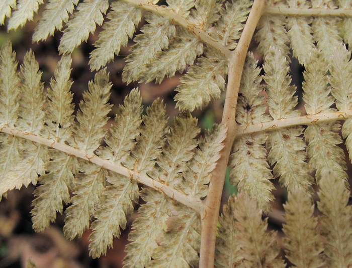 Изображение особи Athyrium monomachii.