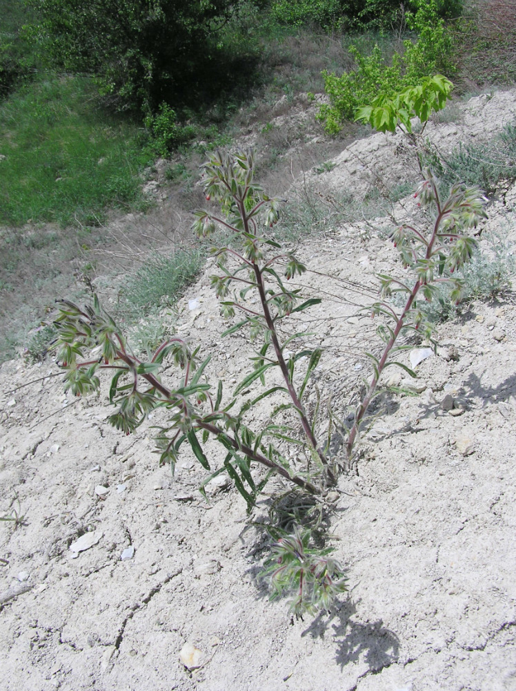 Image of Onosma iricolor specimen.