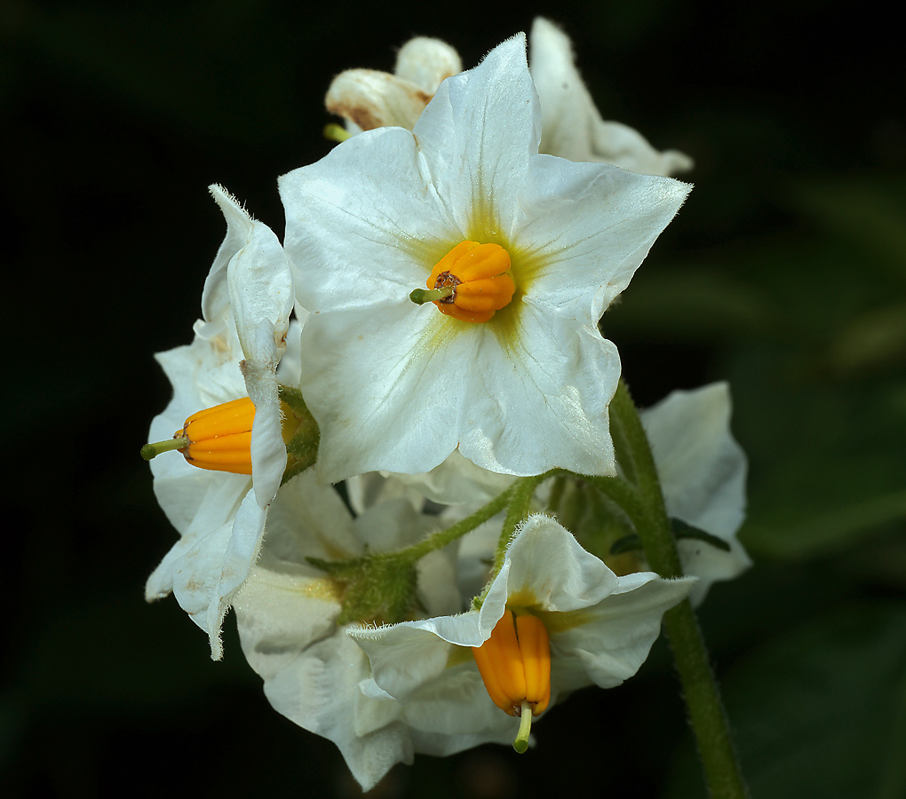 Image of Solanum tuberosum specimen.