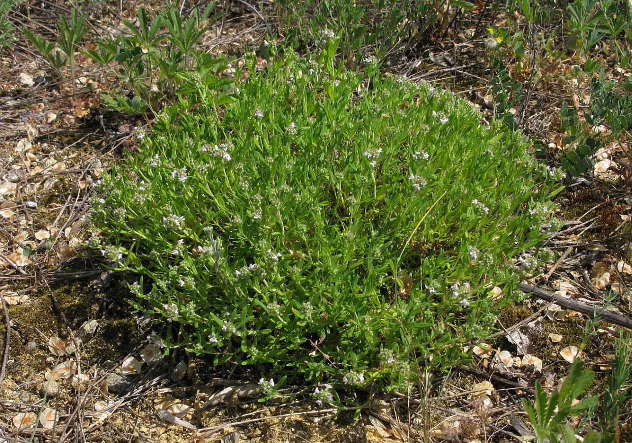 Image of Thymus × dimorphus specimen.