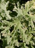 Pelargonium graveolens