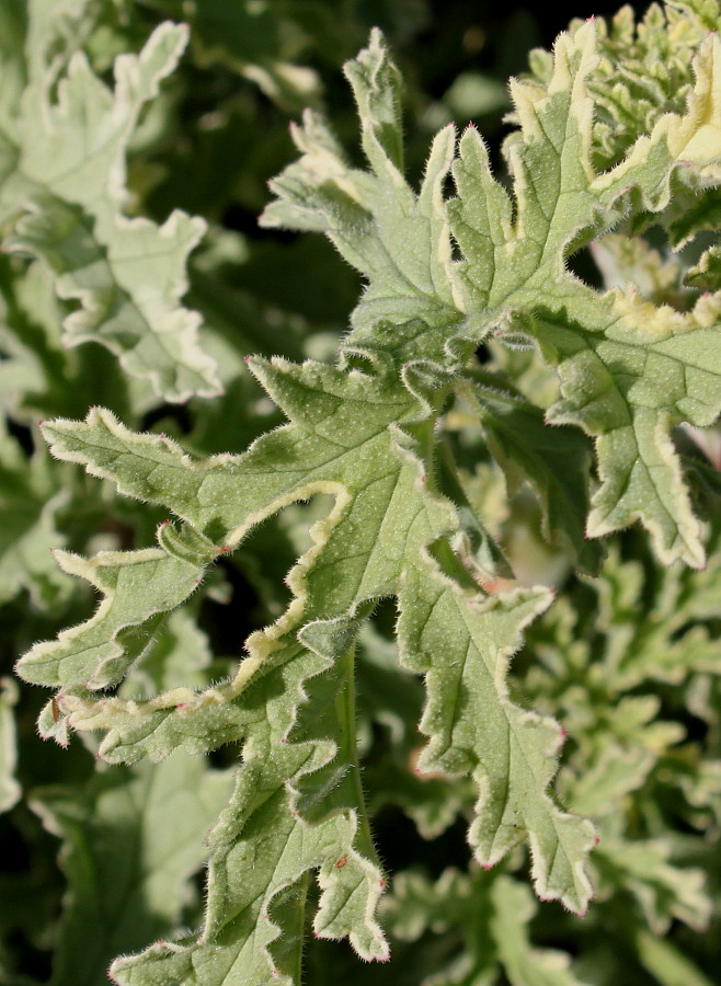 Изображение особи Pelargonium graveolens.