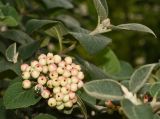 Viburnum lantana. Ветвь с незрелыми плодами и отдыхающей мухой (Lucilia). Москва, территория зоопарка. 27.07.2010.