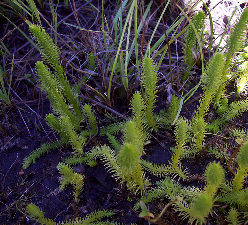 Image of Lycopodiella inundata specimen.