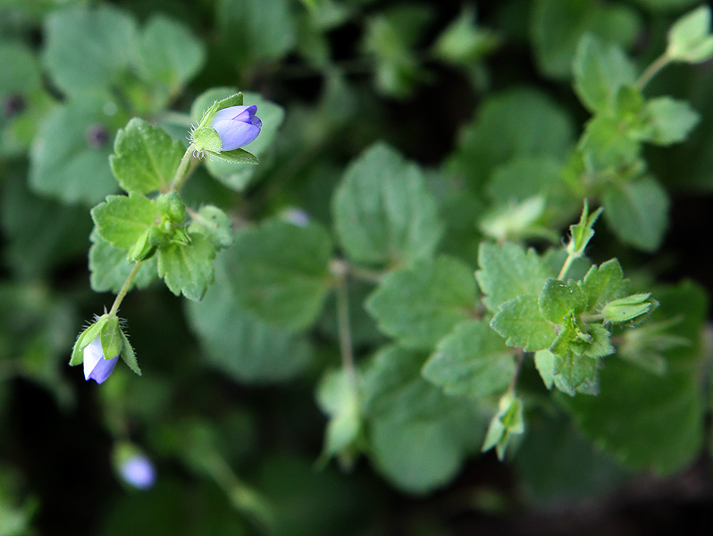 Image of Veronica persica specimen.