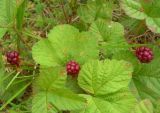 Rubus chamaemorus