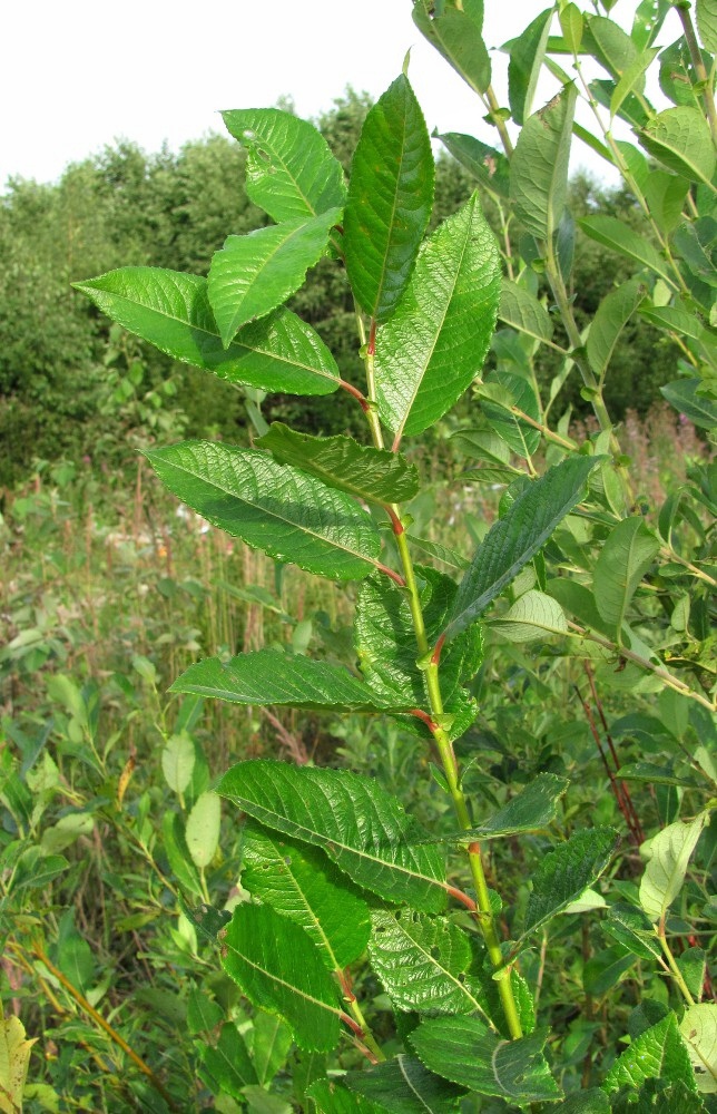 Изображение особи Salix myrsinifolia.