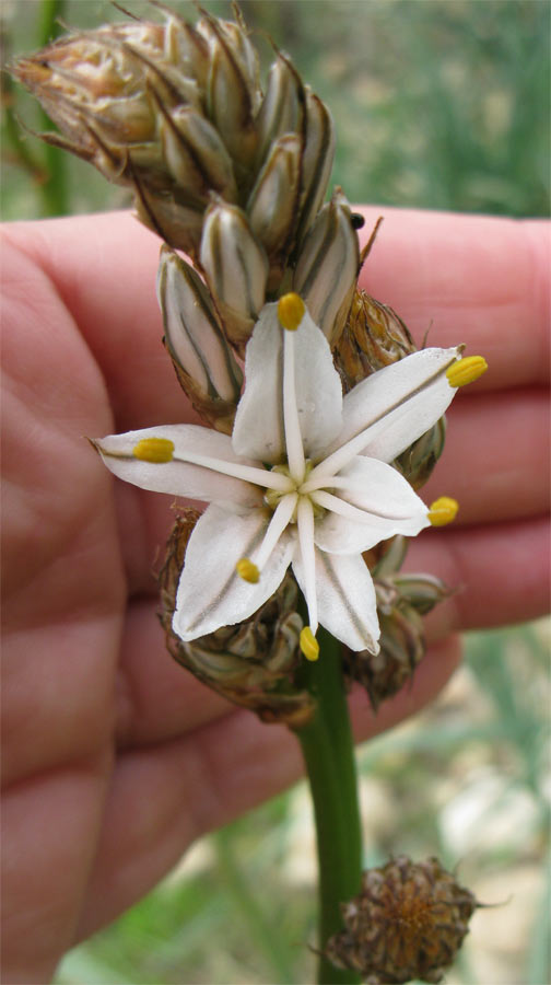 Image of Asphodelus ramosus specimen.