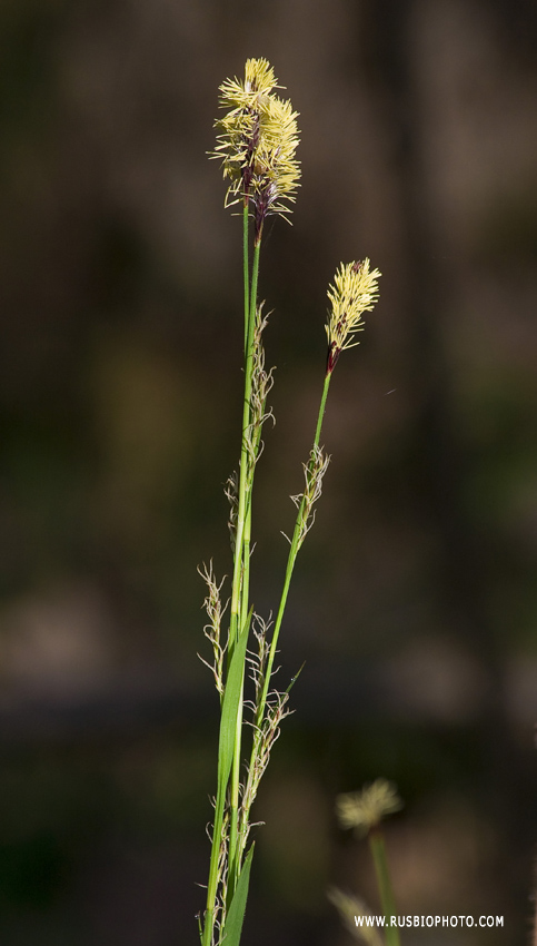 Изображение особи Carex pilosa.