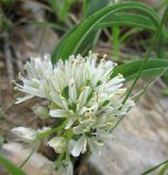 Allium israeliticum