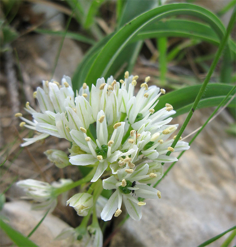 Изображение особи Allium israeliticum.