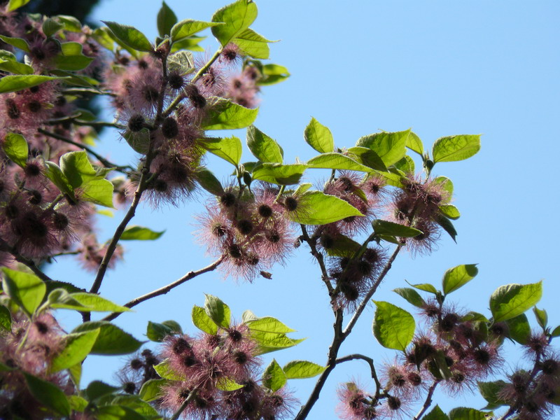 Image of Broussonetia papyrifera specimen.