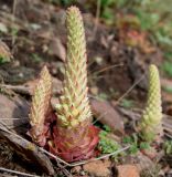 Orostachys malacophylla