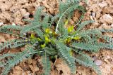 Astragalus atrovinosus