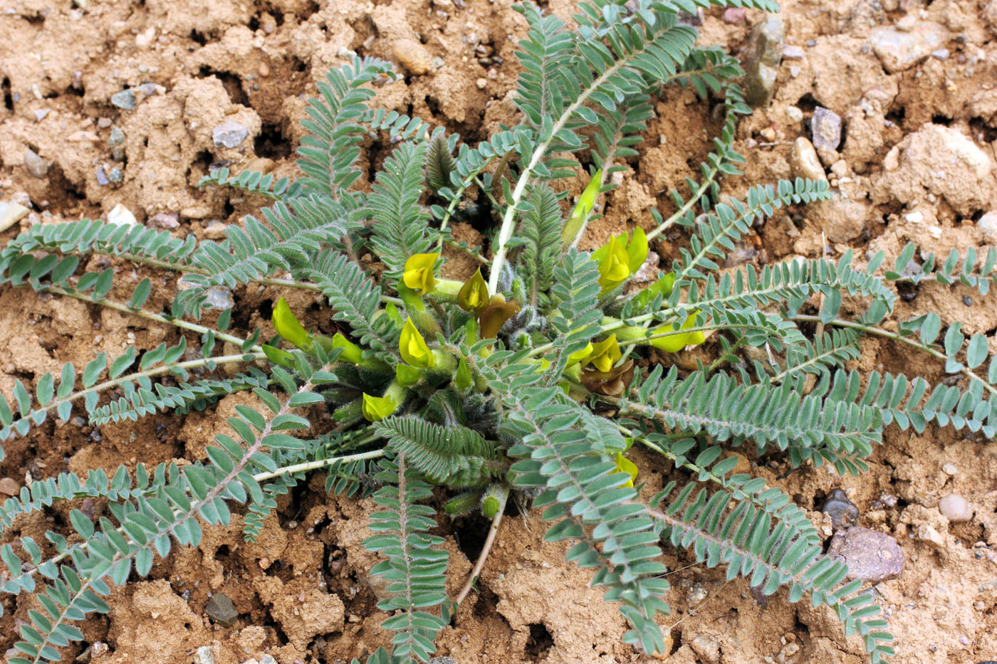 Изображение особи Astragalus atrovinosus.