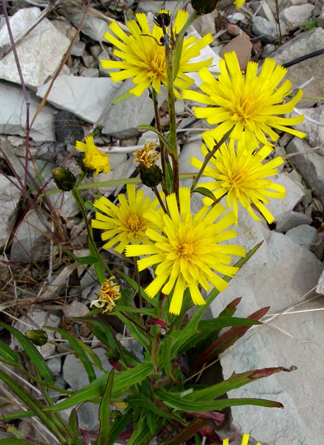 Image of genus Hieracium specimen.