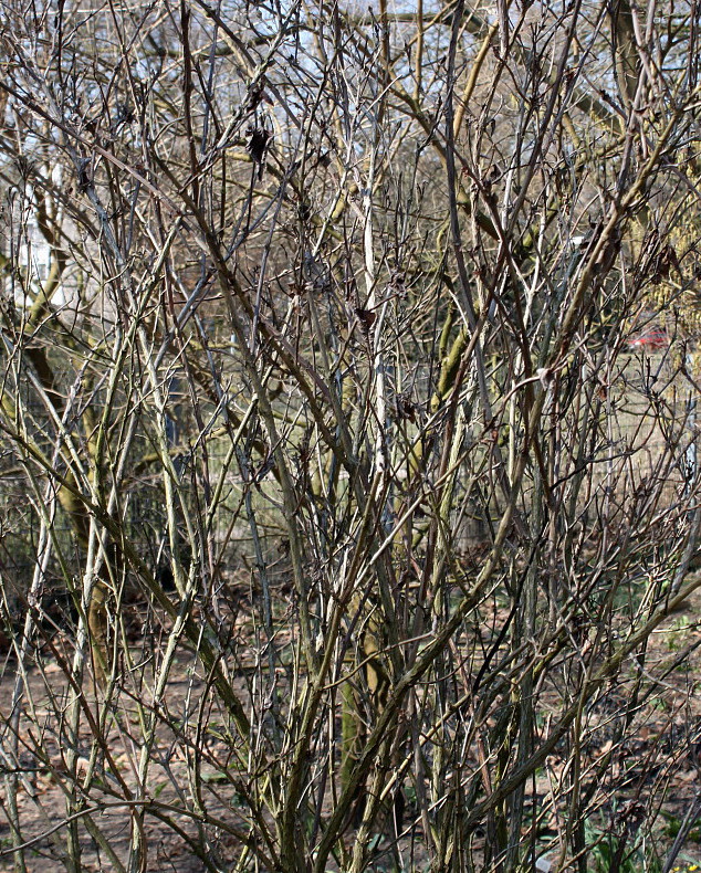 Image of Weigela middendorffiana specimen.