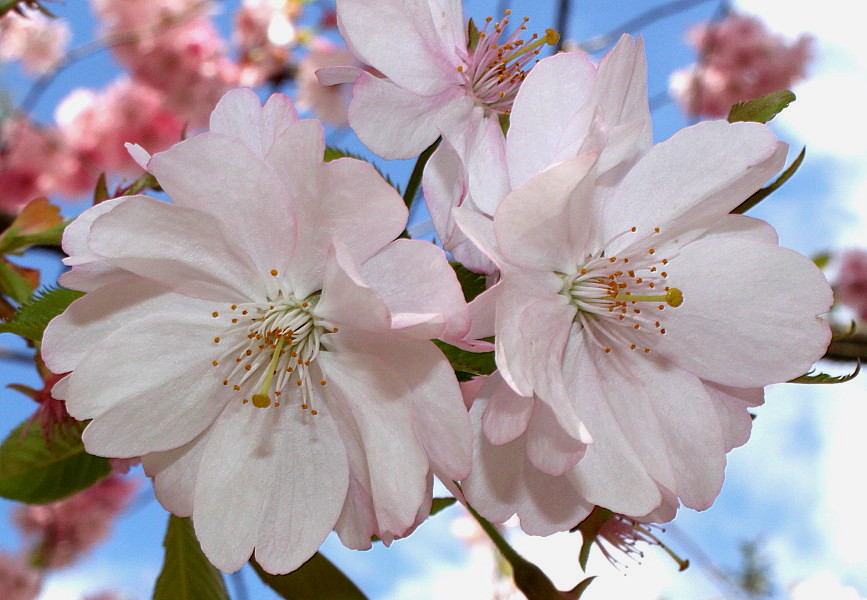 Изображение особи Cerasus sachalinensis.